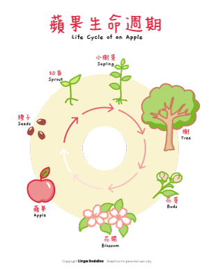 Life Cycle of an Apple Poster