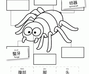 Parts of a Spider in Chinese