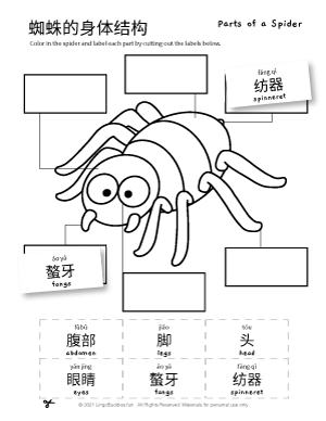 Parts of a Spider in Chinese