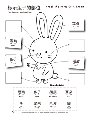 Label Parts Of A Rabbit In Chinese