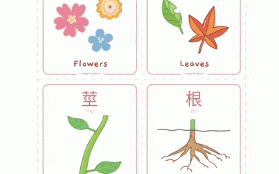 Plant Growth Flashcards in Chinese
